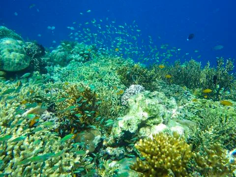 UNDERWATER WORLD Stock Photos