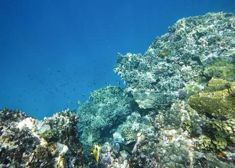 Underwater world Stock Photos
