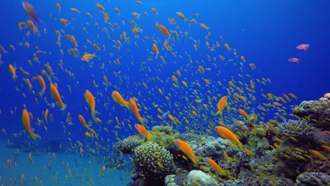 Underwater World of the Red Sea Stock Footage 345364377