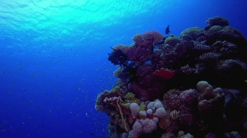Underwater World of the Red Sea Stockbeeldmateriaal 345999710