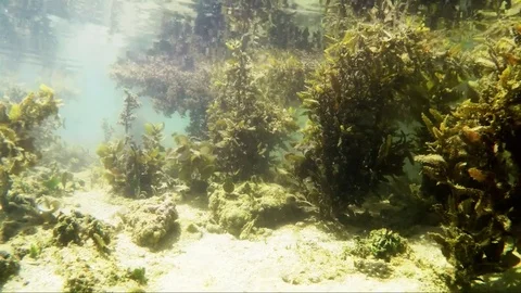 The underwater world. Reflection of water Stock Footage 72797536