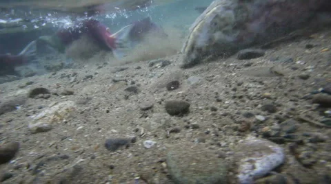The underwater world, salmon Video stock 650355