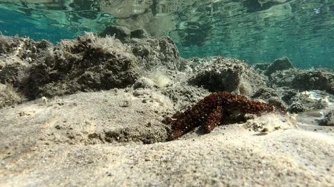 Underwater world scene, side view, stones on the sea bottom with one starfish. Stock Footage 119394063
