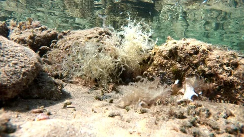 Underwater world scene, side view, stones on the sea bottom. 库存影片 119394152