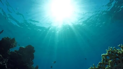 The underwater world screensaver Stock Footage 84300592