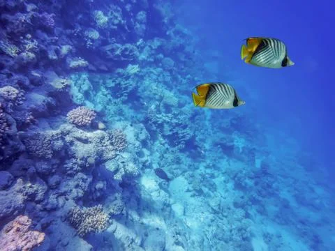 Underwater world of the sea, two butterfly fishes, corals, against the Stock Photos