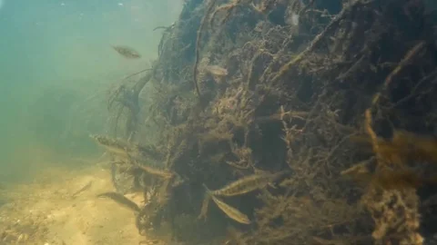 Underwater world. Small fish. Stock Footage 74448000