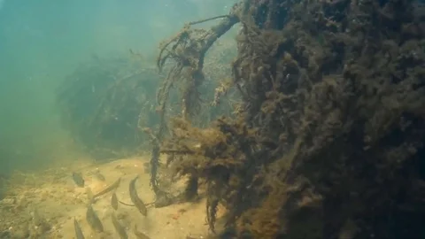 Underwater world. Small fish Stock Footage 74448077