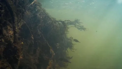 Underwater world. Small fish. Stock Footage 74448126