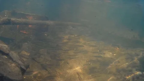 Underwater world. Small fish. Stock Footage 74448351