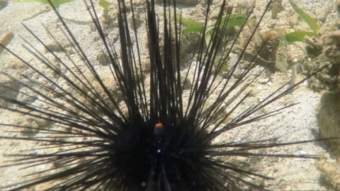 The underwater world in a small river. Reflection of water Stock Footage 72797869