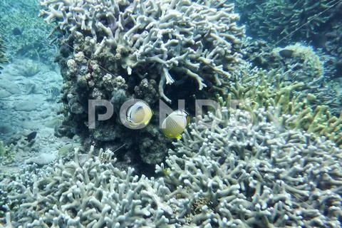 Underwater world of the South China Sea Stock Photos