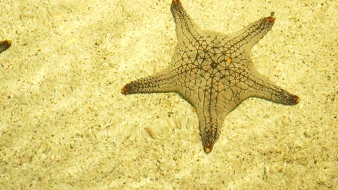 Underwater world, starfish under clear water in shallow water under the rays of Stock Footage 101774015