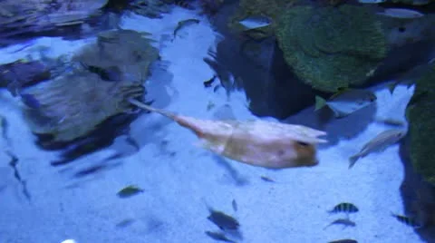Underwater world top view Stock Footage 20619391