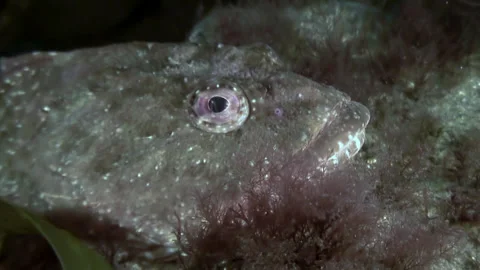 Underwater world is treasure trove of unique fish species. Stock Footage 246728923