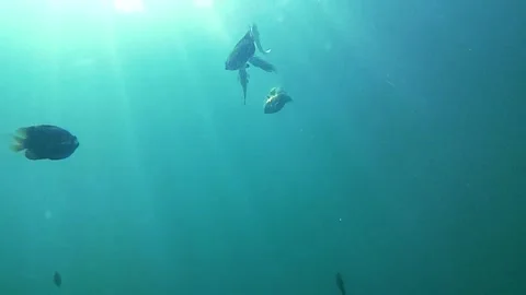 Underwater World. Tropical Fish Vidéo 336678447