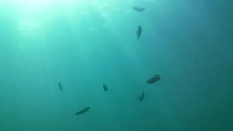Underwater world. Tropical fish. Видео 336678451