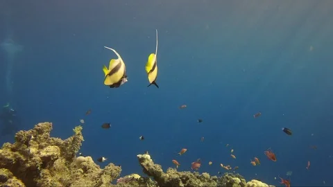 Underwater world two yellow fish swim red sea Stock-Footage 107068976