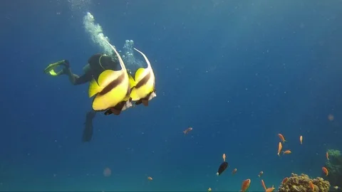 Underwater world two yellow fish swim red sea Stock-Footage 107069394