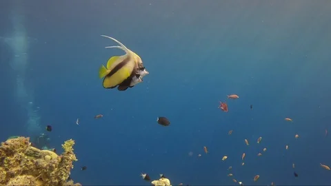Underwater world two yellow fish swim red sea Stock Footage 107069945