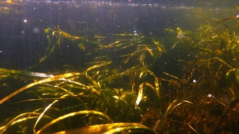 Underwater world, underwater plants, algae, underwater shooting Stock Footage 242525977