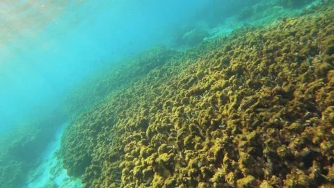 Underwater world view of grave yard of massive dead giant hard corals covered by Stock Footage 243000304