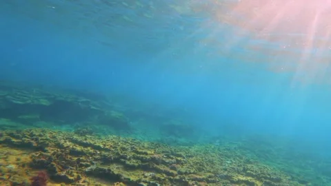 Underwater world view of grave yard of massive dead table hard corals covered by Stock-Footage 243000332