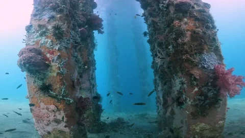Underwater world. The water column is clearly visible. The rays of the sun Vídeo Stock 204073268