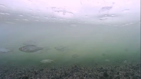 Underwater world in the winter, fish under ice Stock Footage 82499597