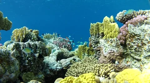 Underwater world.mp4 Stock Footage 57027494