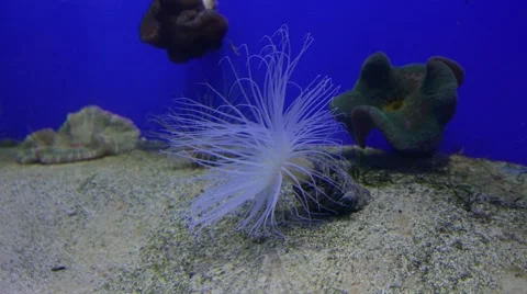 Underwater Worm Bunch - Serpulid - Protula. Video stock 64960186