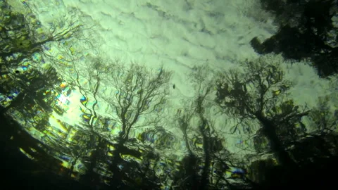 Underwater, worms eye view, clouds, overcast 6 Video stock 146866319