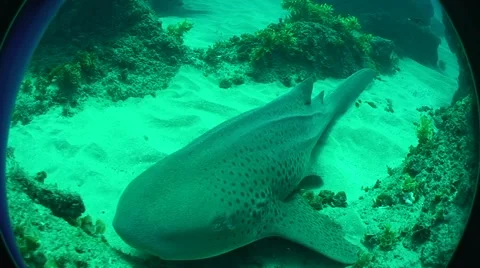 Underwater zebra shark Stock Footage 54048544