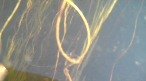 Underwater01 Stock Footage 606937