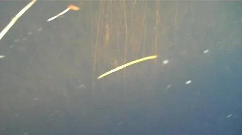 Underwater02 Stock Footage 606902