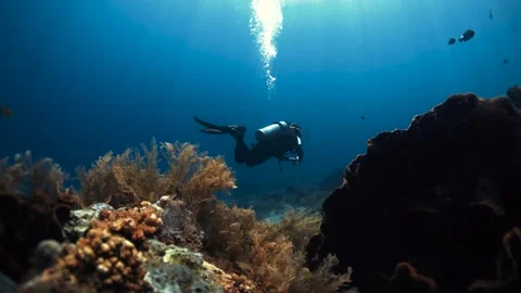 Underwater3 Video stock 207784964