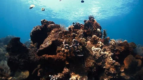 Underwater5 Video stock 207787697