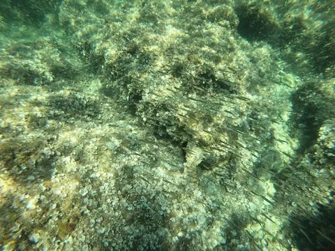 Underwater_flora Stock Photos