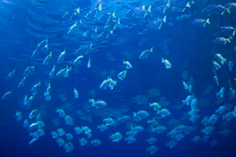 Underwaters 스톡 사진