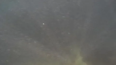 Underwatersardinessancarlos1min29sec 스톡 동영상 194064001