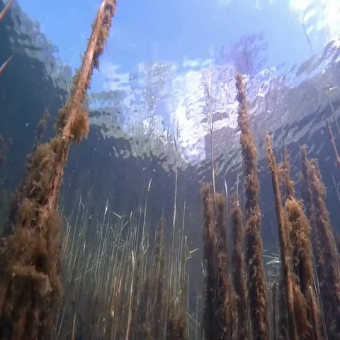Underwatershot of common bream silhouetted against the sky. Stock Footage 69491689
