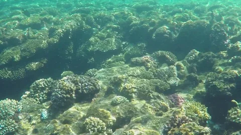 Underwatr Blue Fish 2 動画素材 84209414