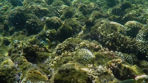 Underwatr Blue Fish 動画素材 84211815
