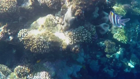 Underwatr Close up alot of Fish 動画素材 84213094