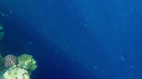 Underwatr Close up Fish 2 動画素材 84209020