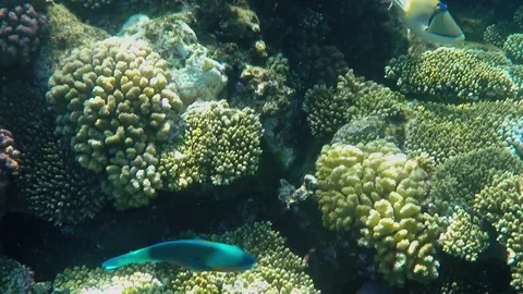 Underwatr Close up Fish Stock Footage 84211390