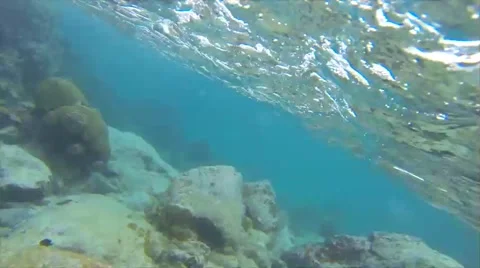 Underwear Coral Reef Stock Footage 49999720