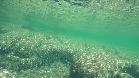 Underweater view of Alghero sea floor, Sardinia Stock Footage