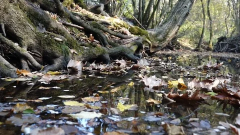 Underwood in autumn Stock Footage 81961101