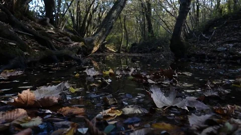 Underwood in autumn Stock Footage 81963623